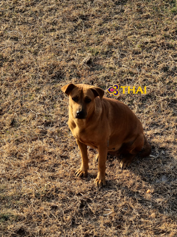 Haustiere mit Thai Airways befördern